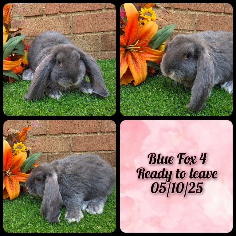 Fully Pedigree French Lops