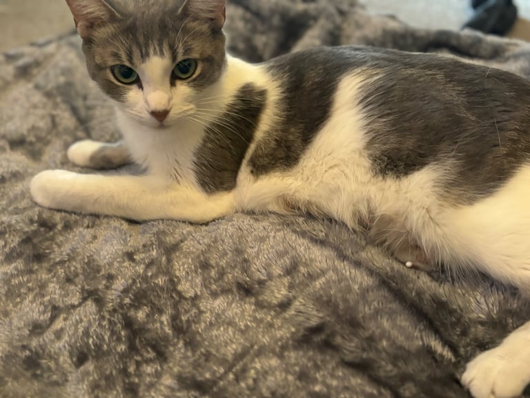 Kittens - Mum is Ragdoll X 