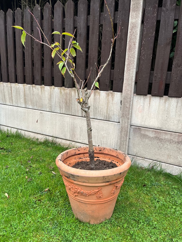Peach tree