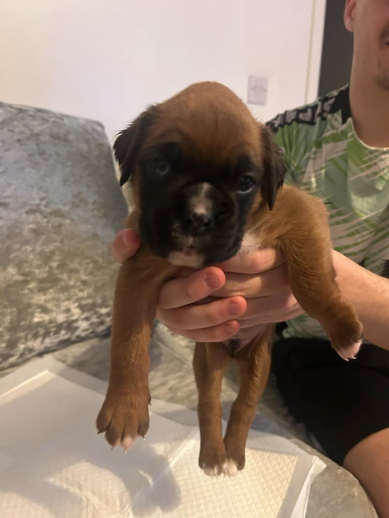 Boxer puppies 