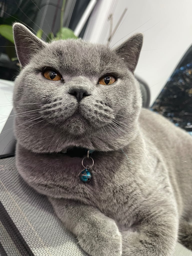 British shorthair boy