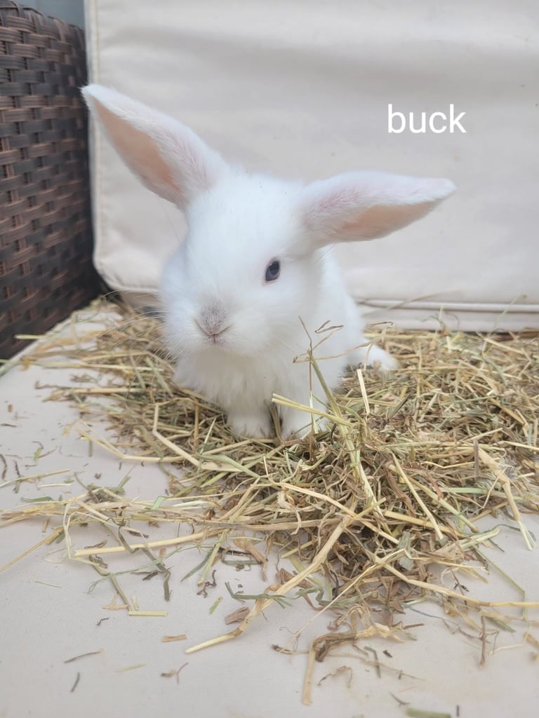 Adorable Baby Rabbits Ready for Loving Homes – £65 Each
