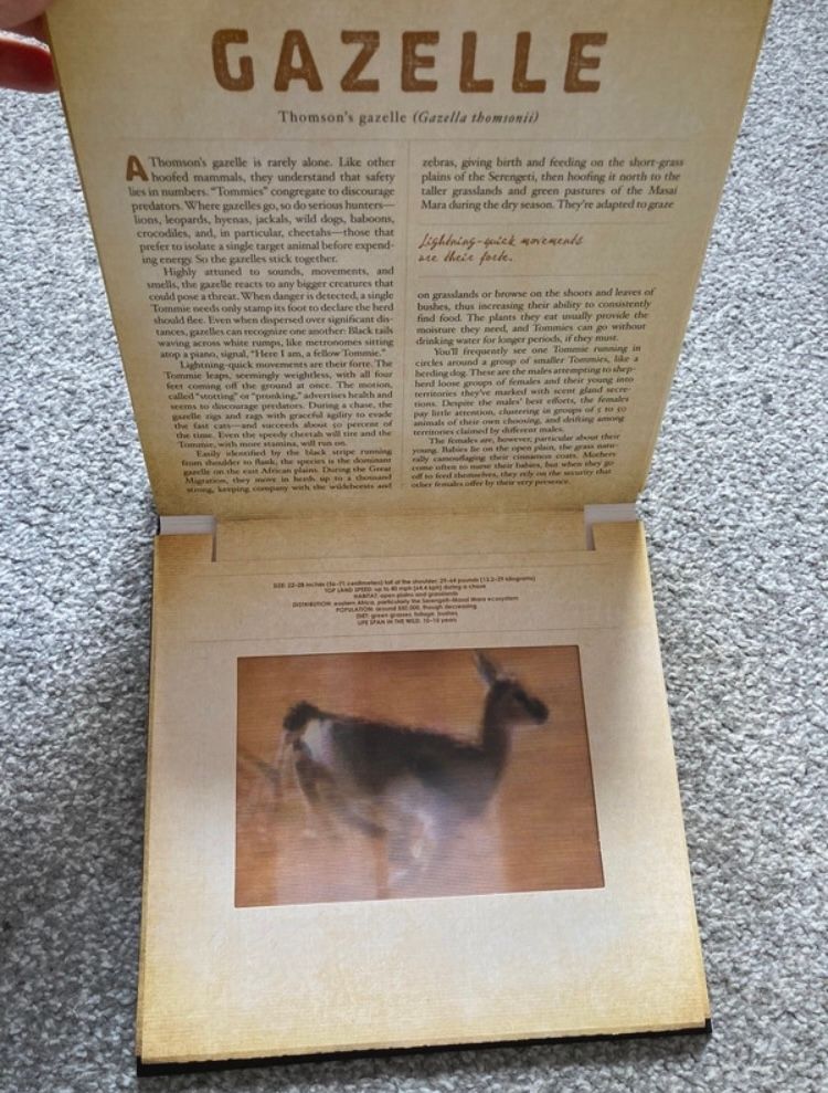 Safari-A photicular book📕 