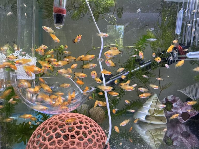 Small platys and Guppys for sale £1 each-Fish only