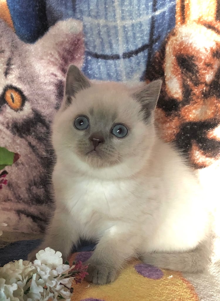 Gorgeous Colourpoint BSH kittens 