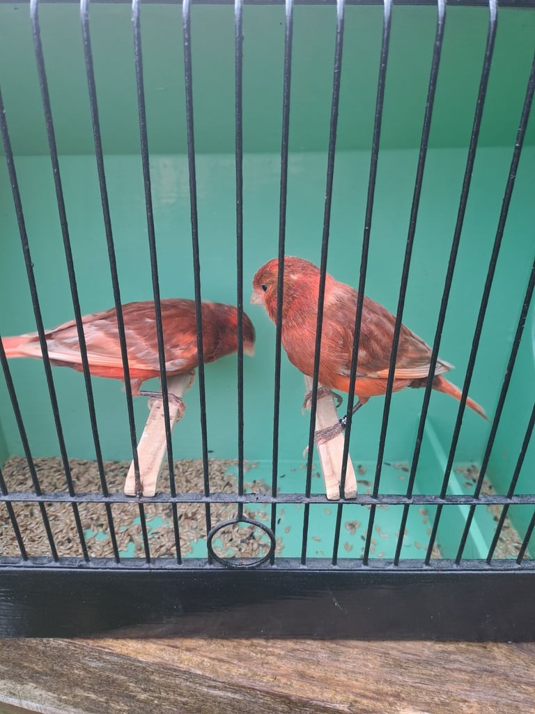 Colour canaries 