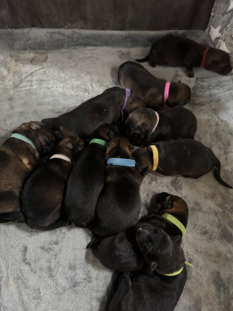 Stunning German Shepard Litter, Only 5 Girls Left!