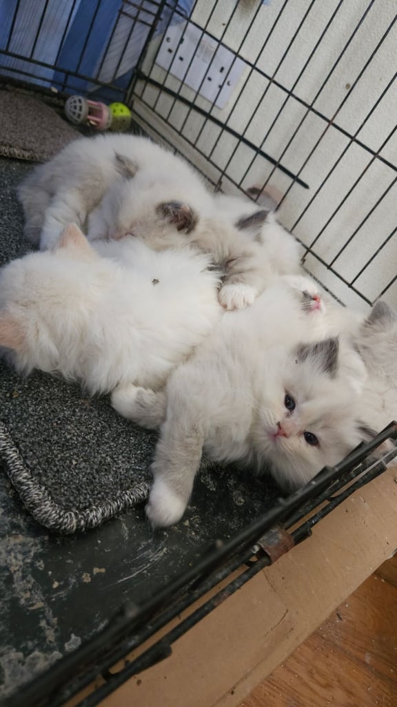 image for Ragdoll kittens