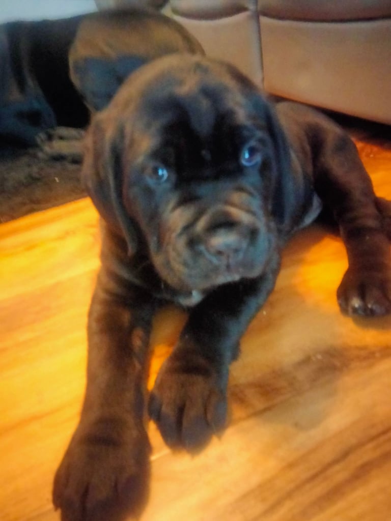Cane Corso puppies black
