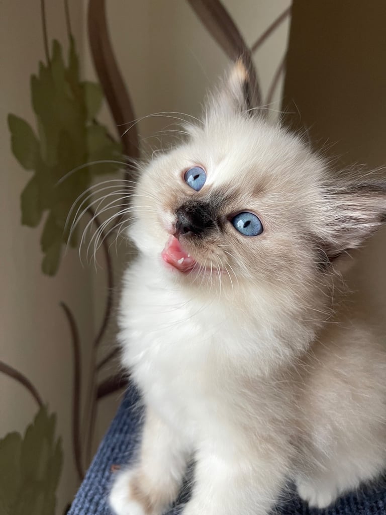 Ragdoll Kittens pedigree purebred 