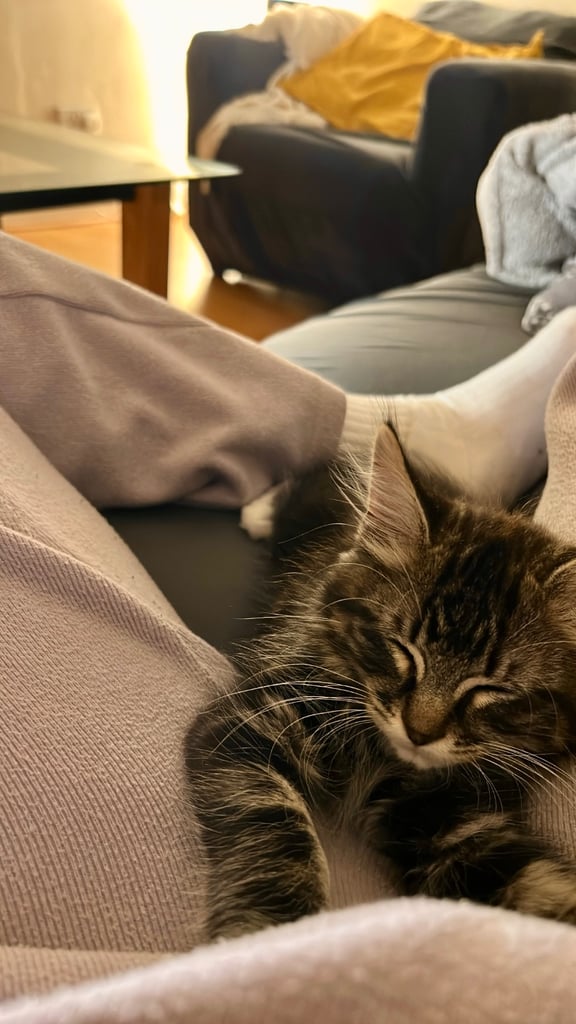 Maine Coone Tabby Mix