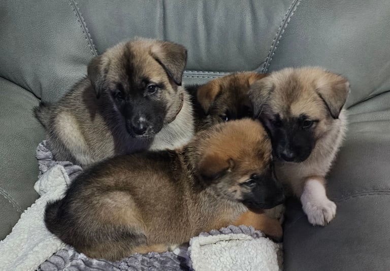 image for Belgian Malamute x Akita noir