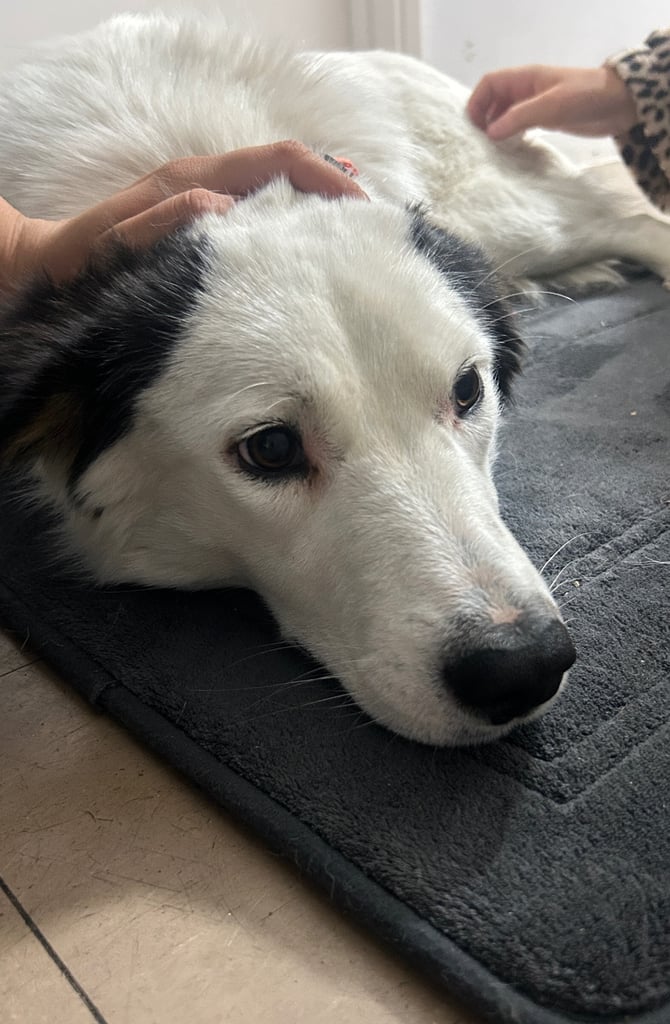 Castrated 11 months old female dog