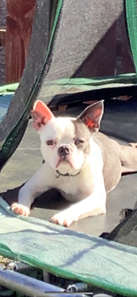 Beautiful Boston terrier 