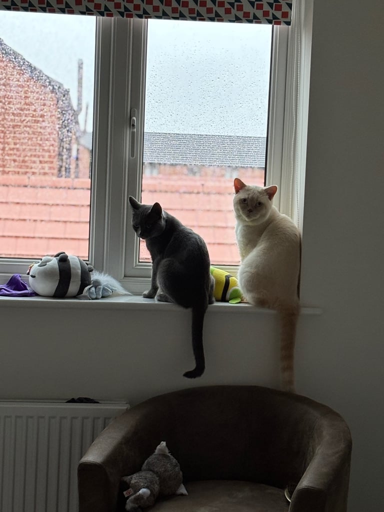 Two boys British shorthair 