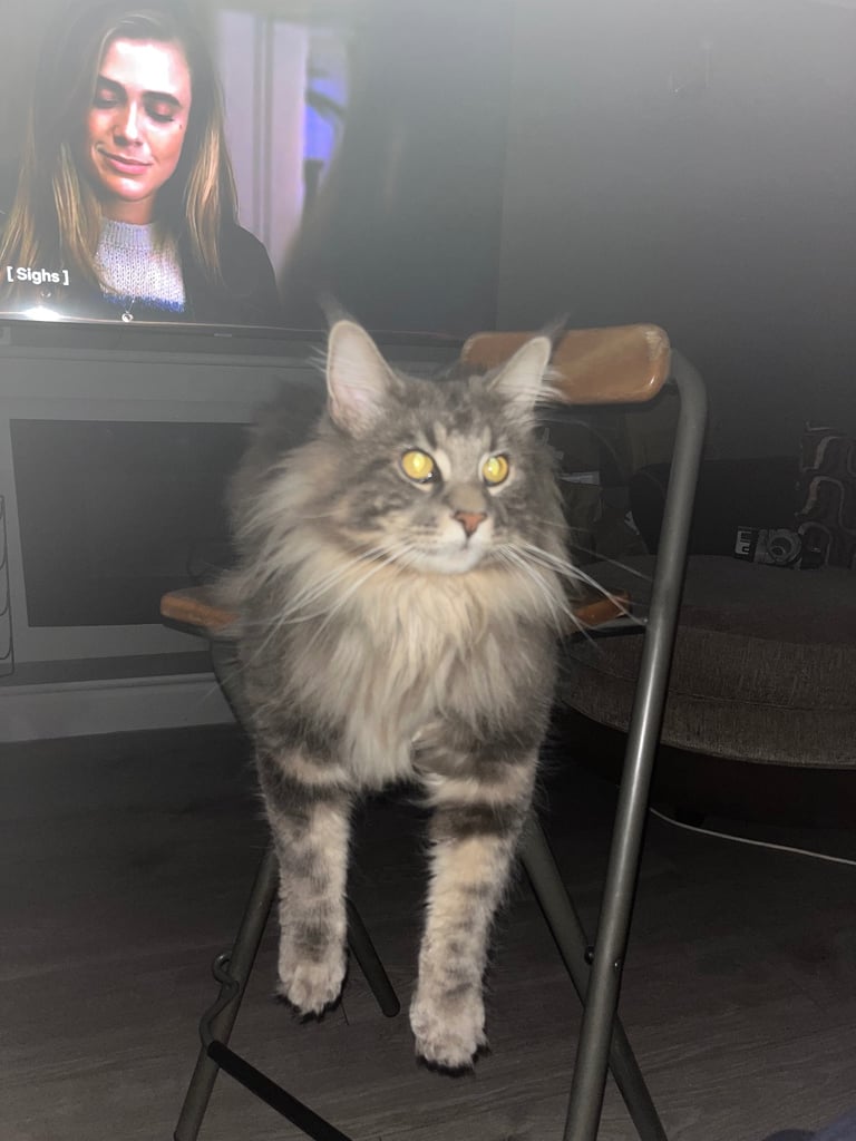 Friendly Stripy Grey Male Maine Coon – Super Cuddly Boy