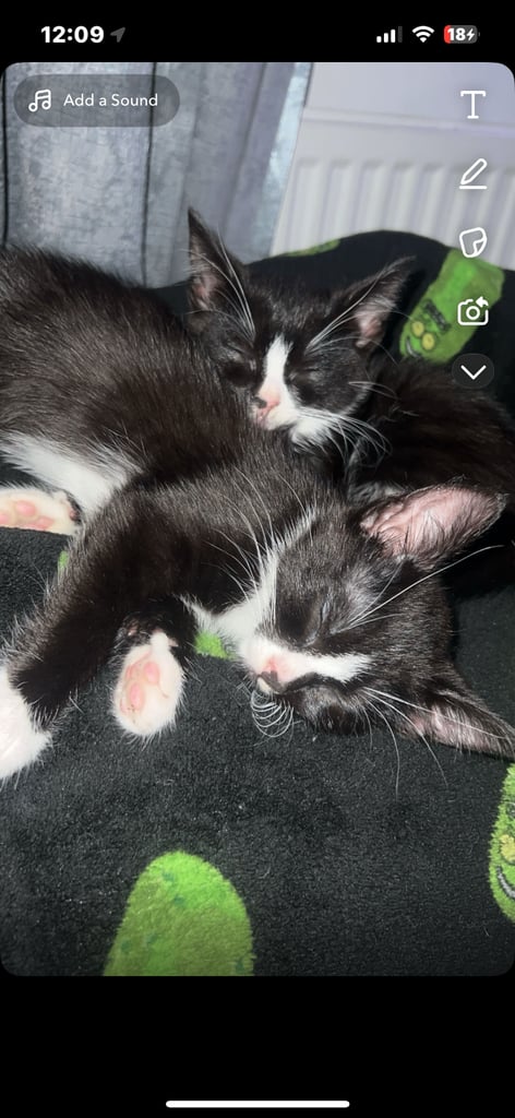 image for Two Female Kittens Must Go Together