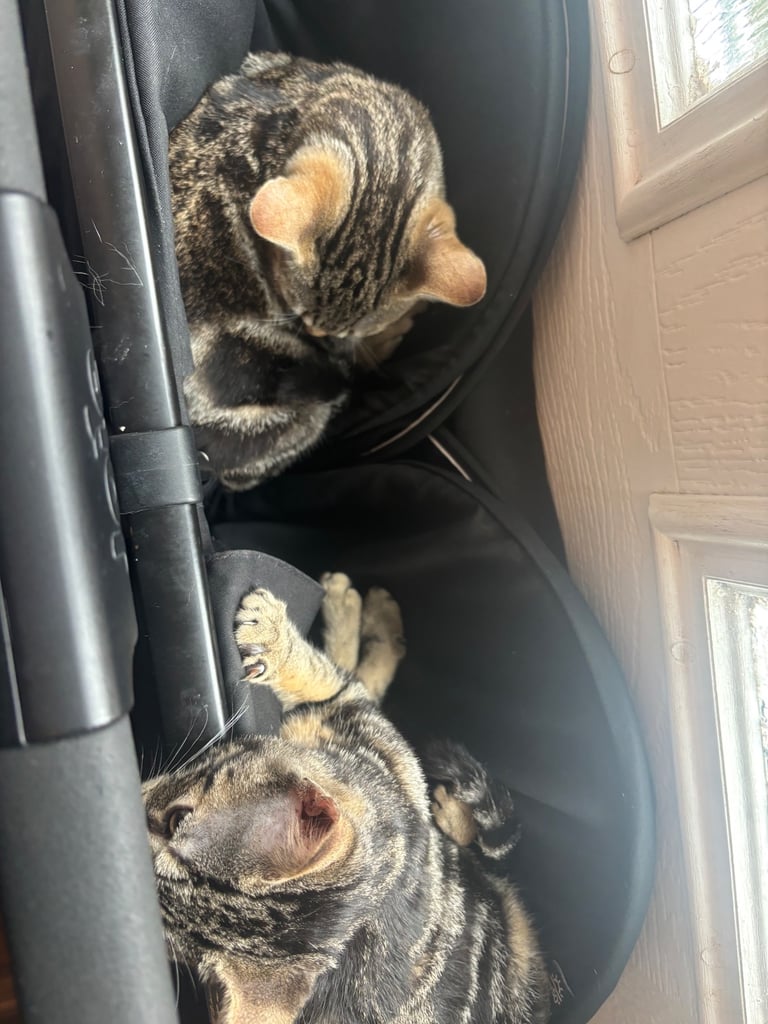 REHOMING