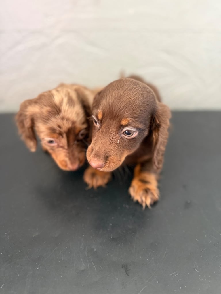 Chocolate fluffy Dauchshund merl