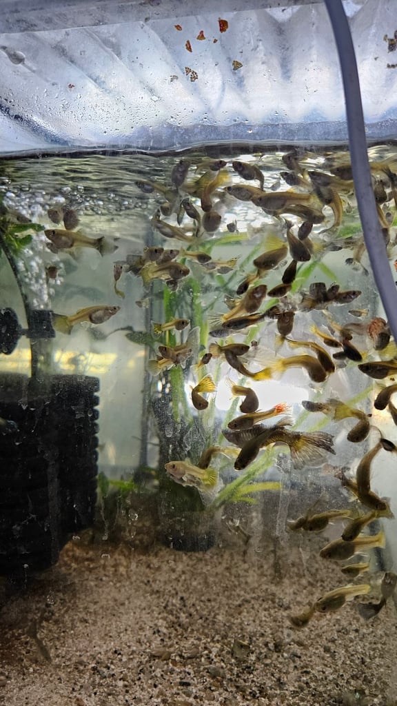 Red back manacapuru,Red head Geophagus, guppies 