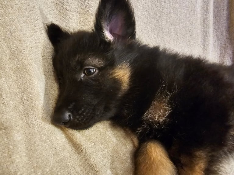 German Shepherd Dogs Puppies for Sale Gumtree