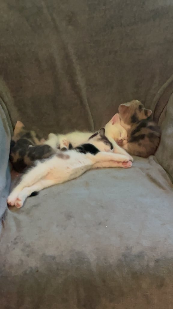White, dilute calico kittens ready to go
