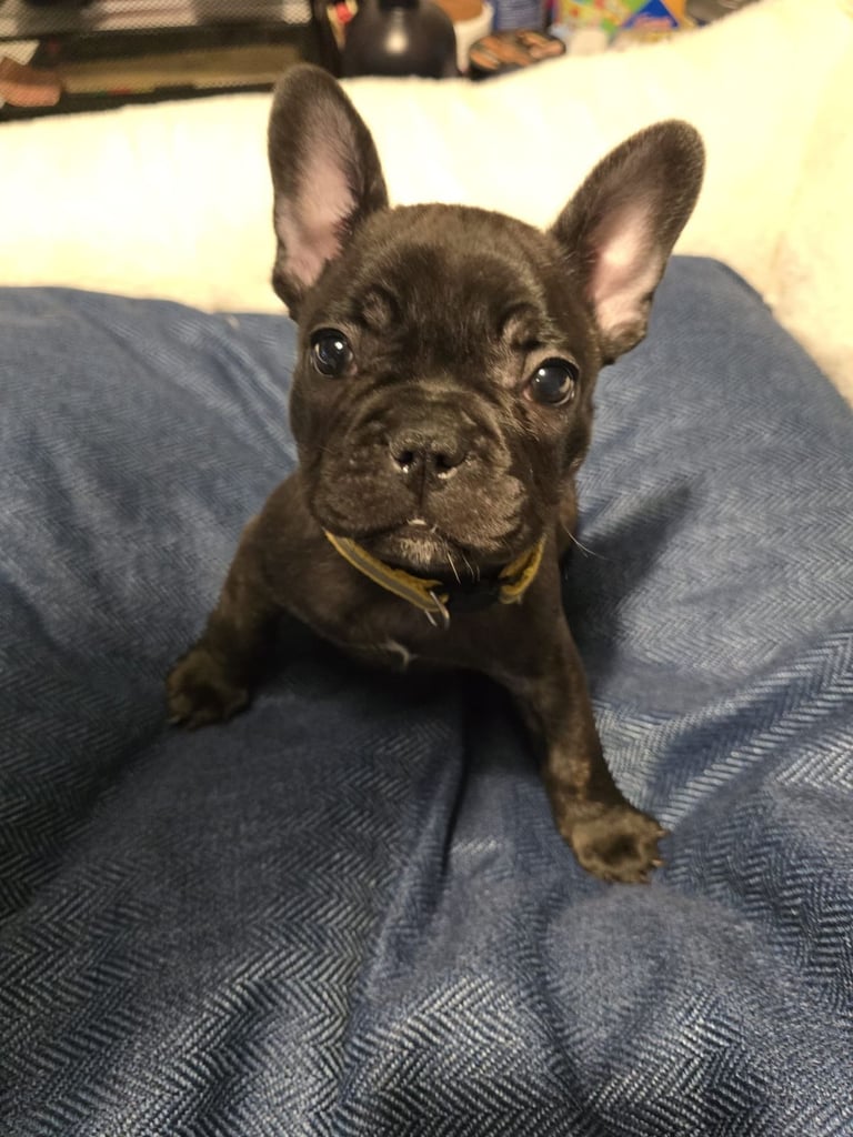French Bulldog Pups For Sale