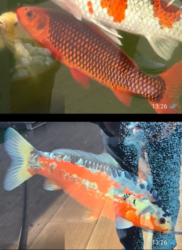 High grade Koi for sale