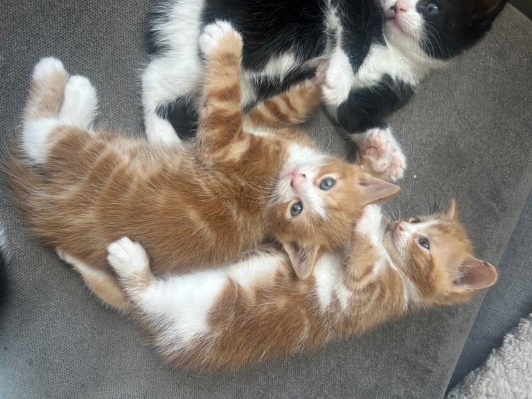 2 ginger boy kittens 