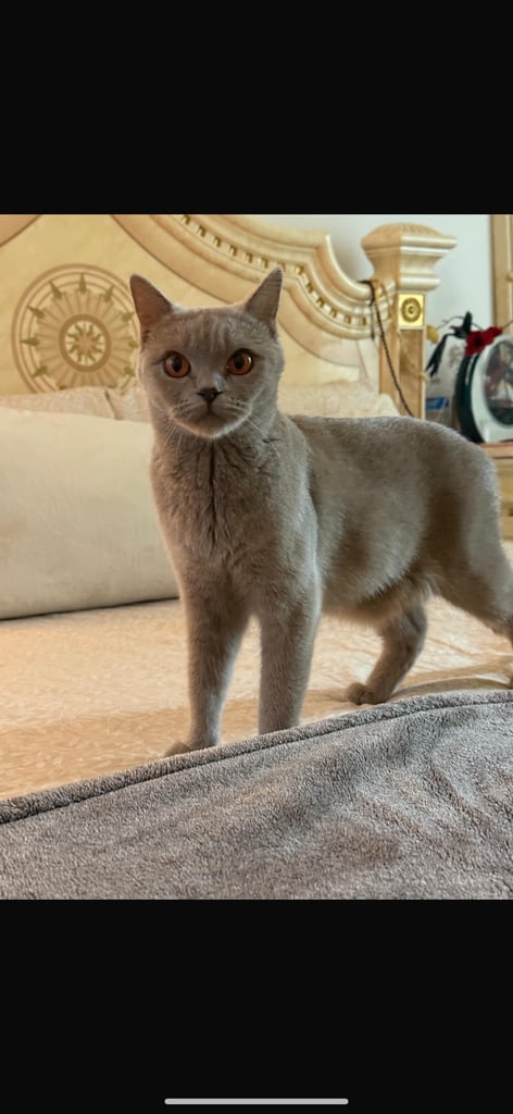 British short hair kittens