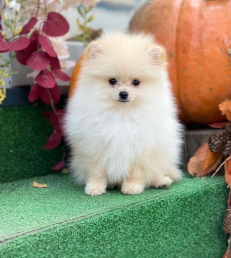 Pomeran dog girl boy