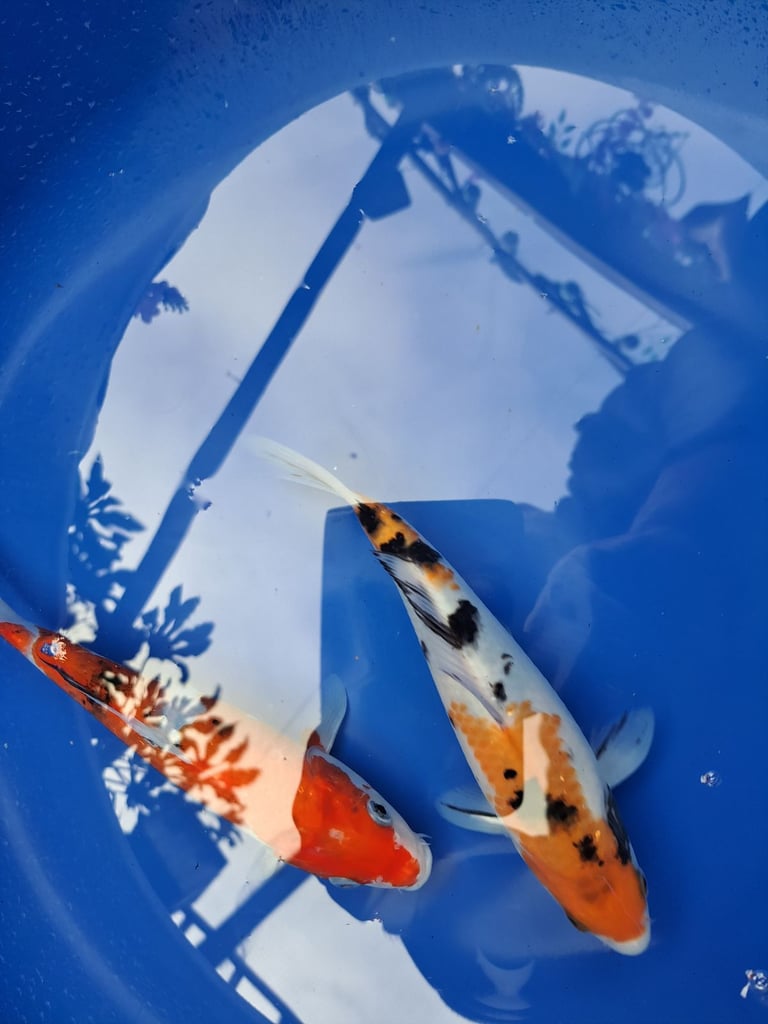 image for Kio carp