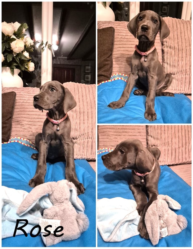 Great Dane puppies reduced 