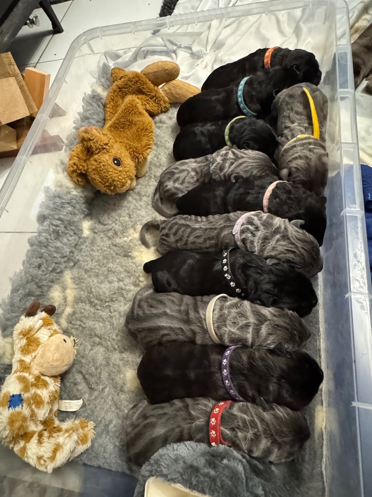 11 Neapolitan mastiff puppies for sale Newcastle 