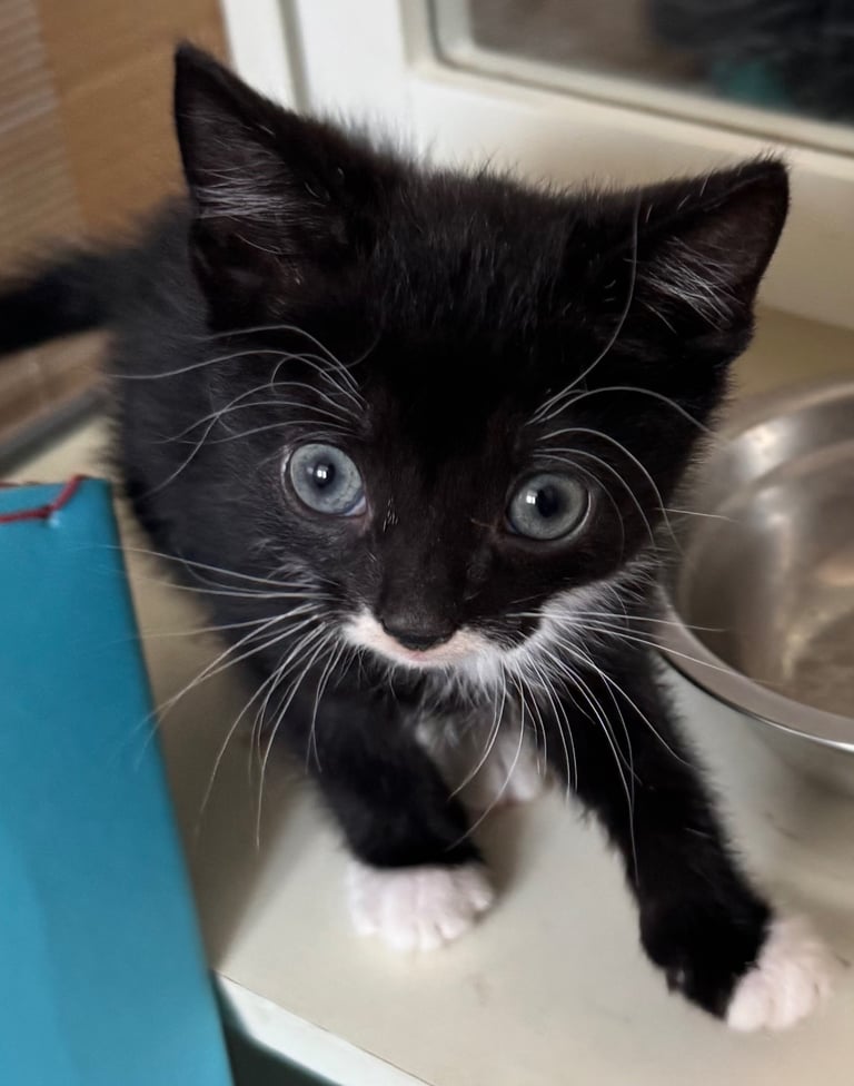 black tuxedo kittens male and female available now