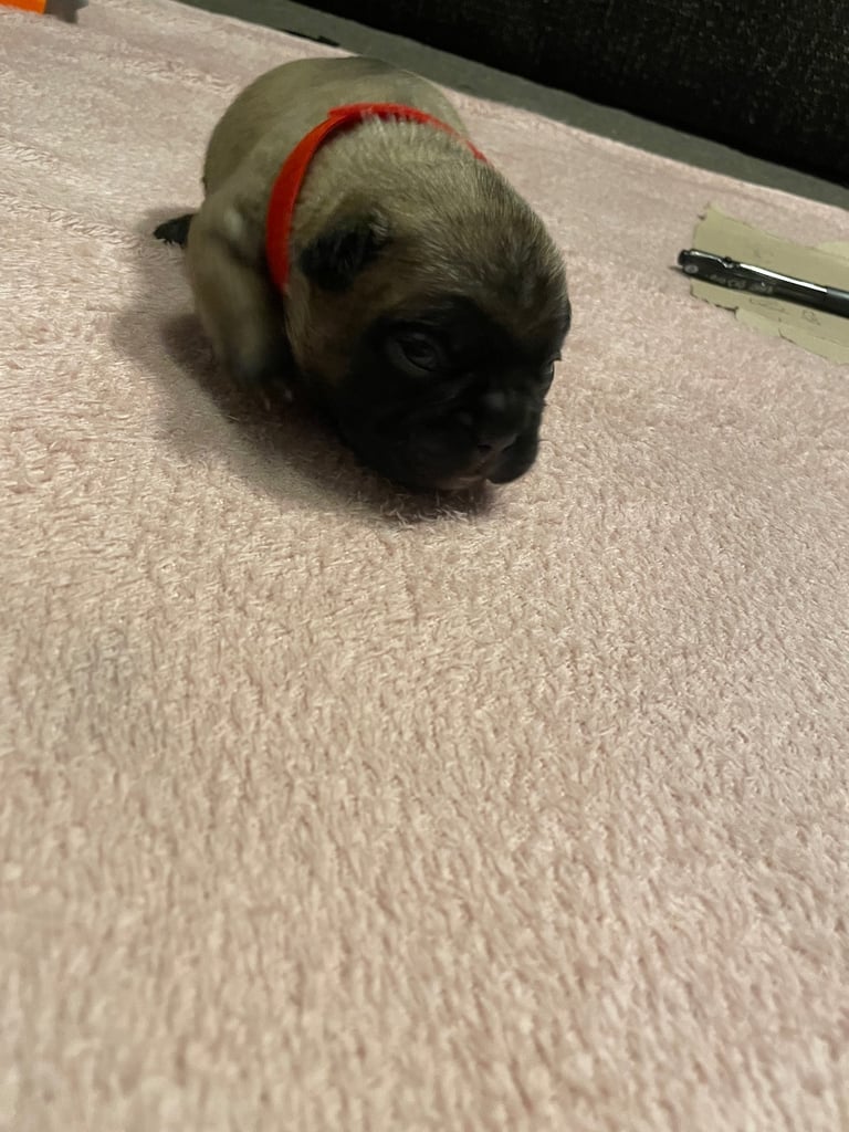 French bulldog puppies