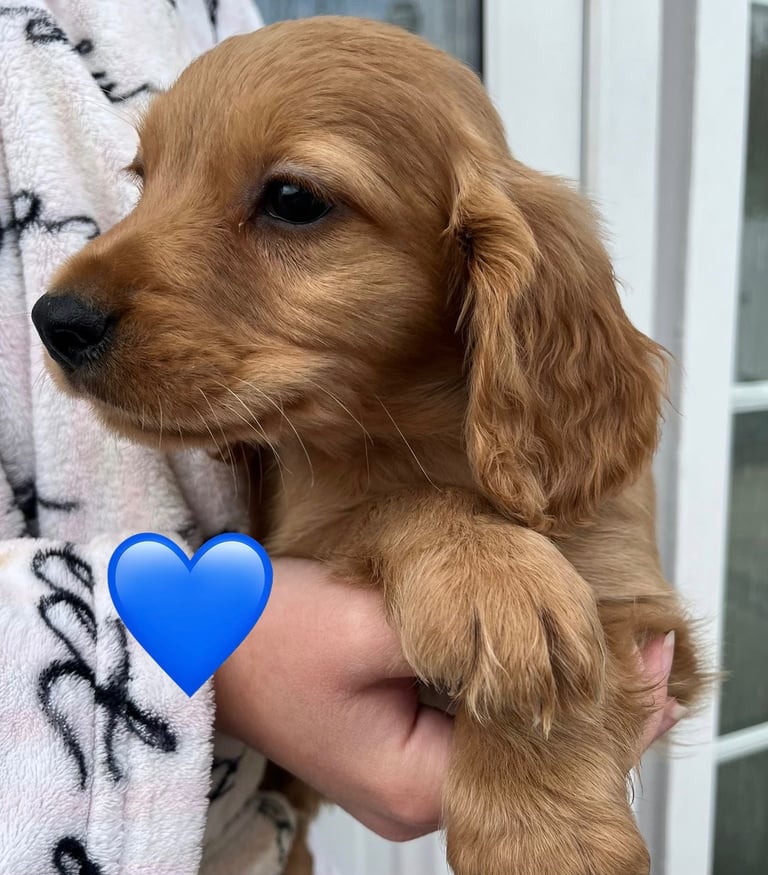 Cocker spaniel pups