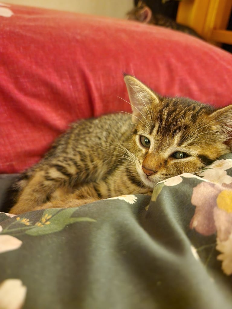 3 beautiful female kittens up for sale