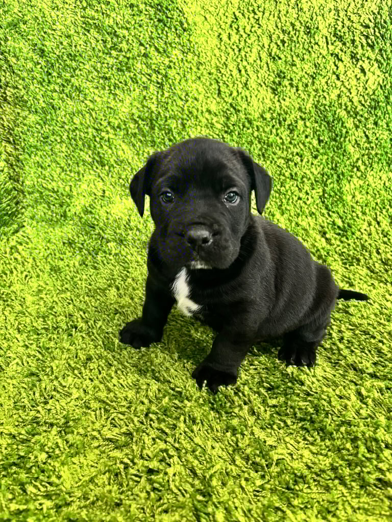 Puppies Boerboel X Mastiff Puppies