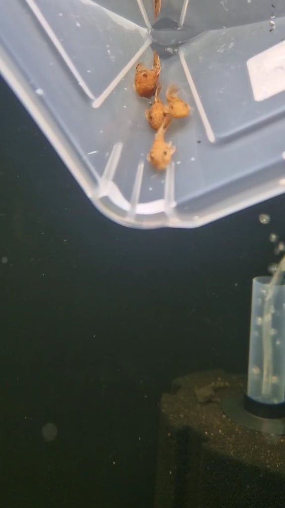 Super Red bristlenose plecos