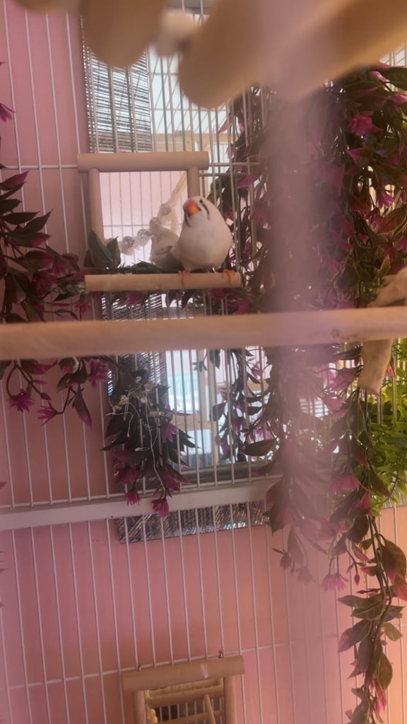 Male and female zebra finches with huge enclosure 
