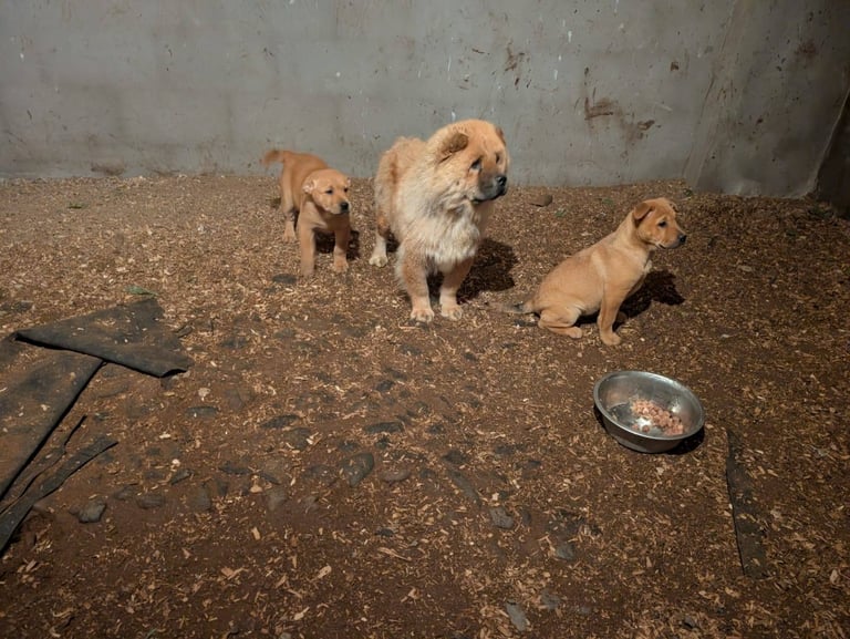 Chowchow X staffy 