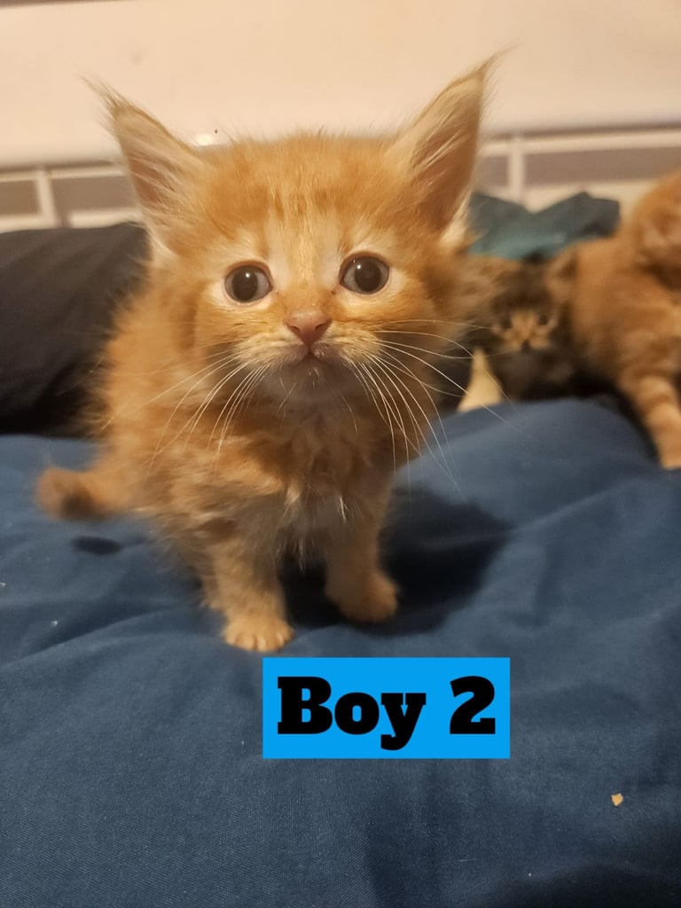 X5 Maine coon x Norwegian forest 