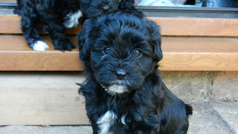 Animal Translator Bark Translator Animal Translator Store Device