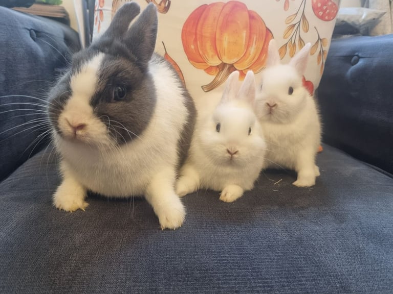 Netherland dwarf rabbits