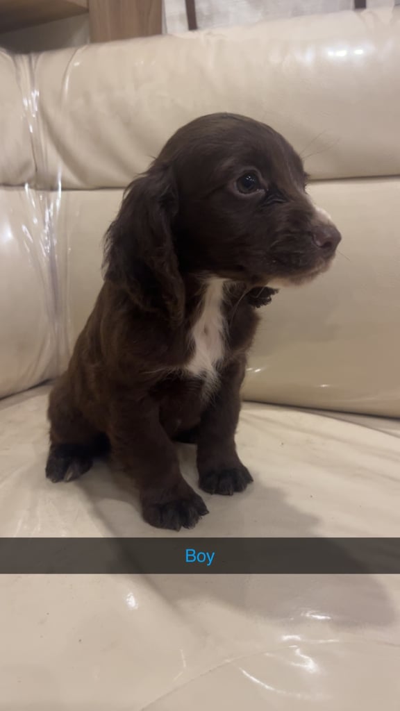 3 chocolate cocker spaniel puppies 
