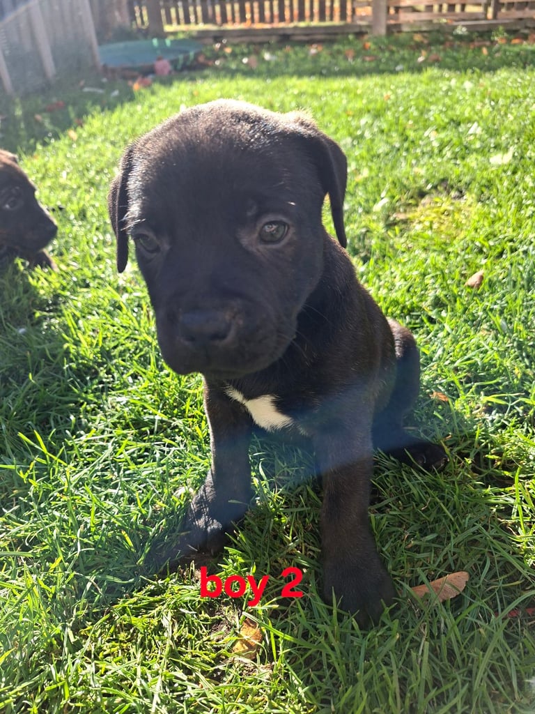 Lab/staffys [1 MALE LEFT]