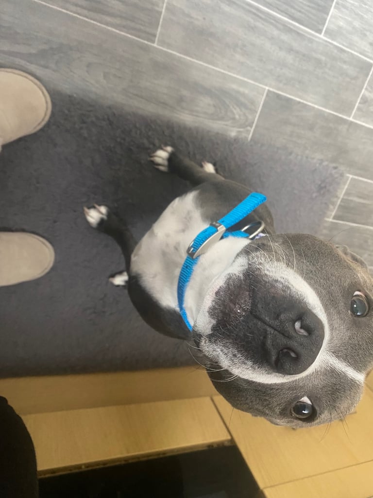 Staffordshire bull terrier 