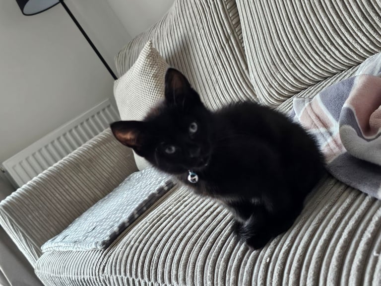 Cat for Rehoming