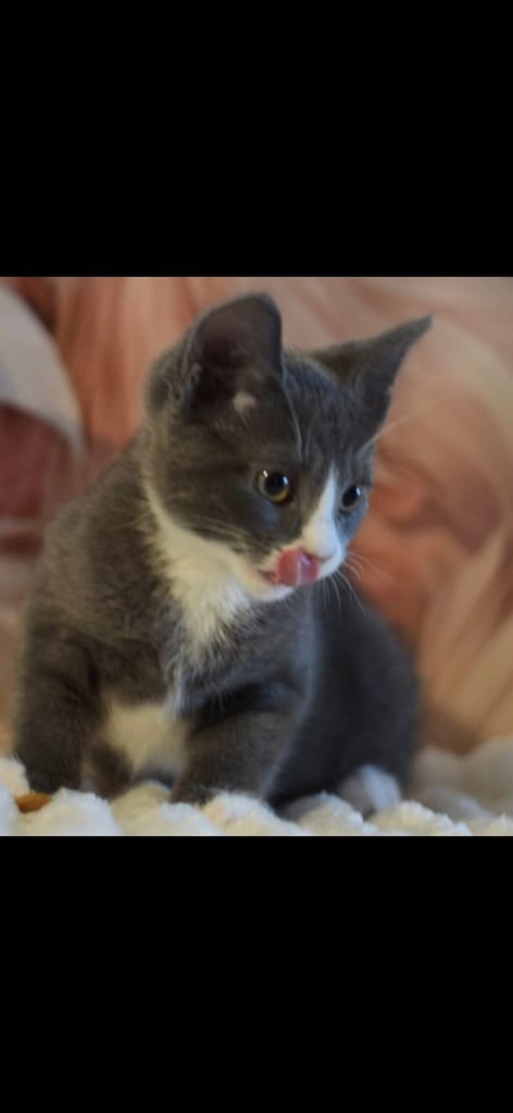 British short hair  x Russian blue 